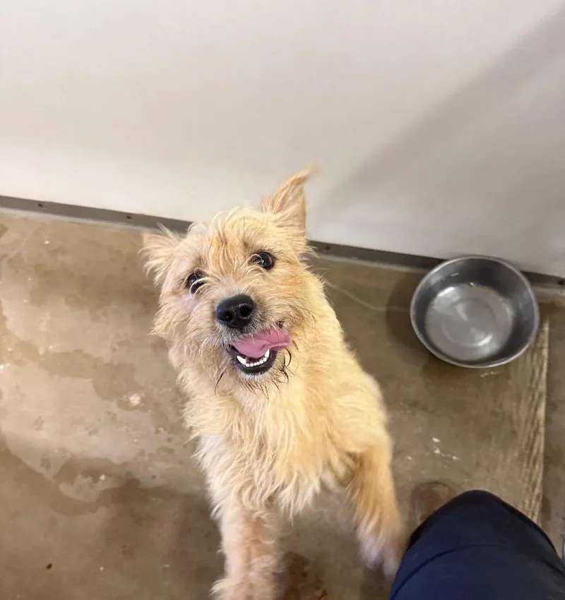 A young medium-sized female Cairn Terrier dog named Sandy for adoption in Belton, TX