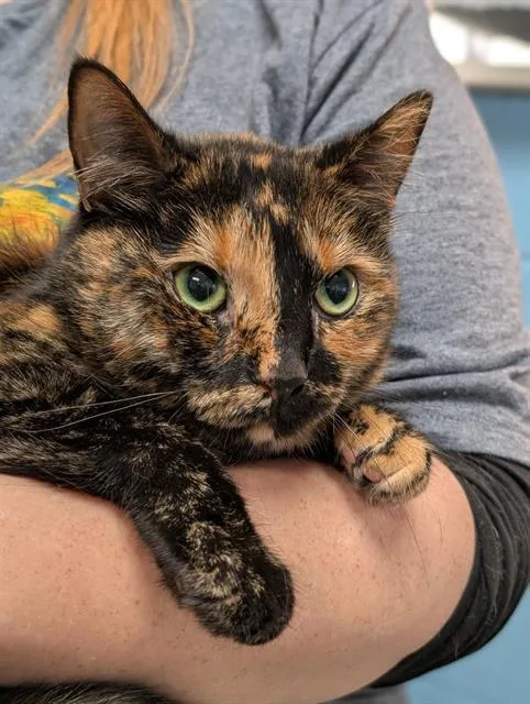 An adult medium-sized female Domestic Short Hair cat named Lulu for adoption in Canfield, OH