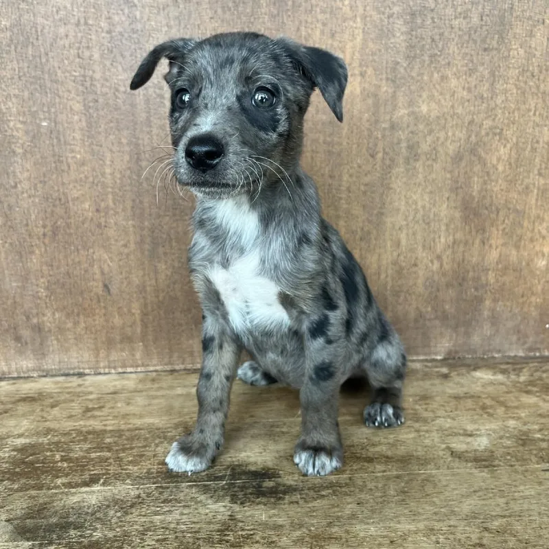 A young medium-sized male Gray / Blue / Silver Australian Cattle Dog / Blue Heeler dog named Doug for adoption in Fredericksburg, TX
