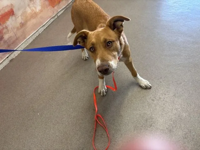 A young small-sized male Labrador Retriever dog named Archie Thomas for adoption in San Bernardino, CA
