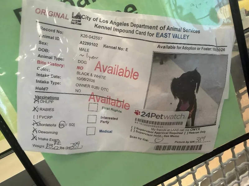 A young small-sized male Terrier dog named Onyx for adoption in Los Angeles, CA