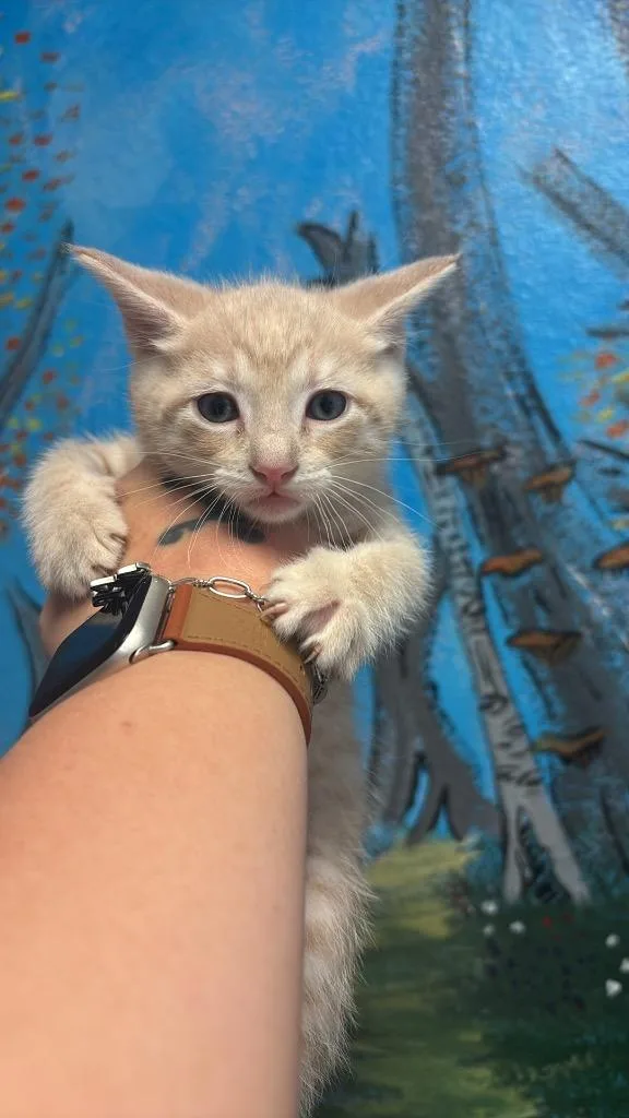 A baby medium-sized male Domestic Short Hair cat named Simba for adoption in New Braunfels, TX