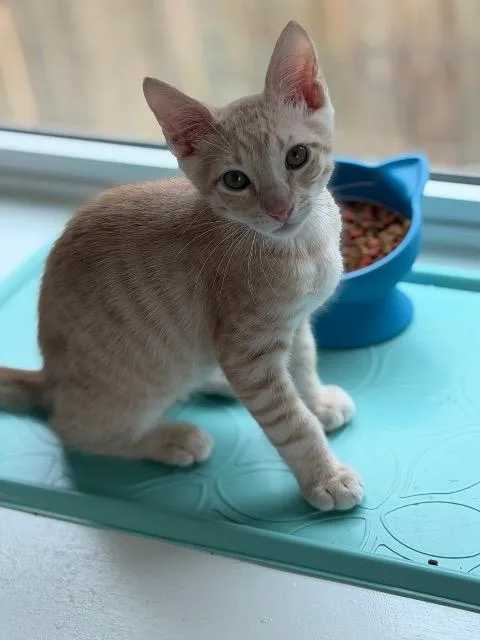 Simba thumbnail 2