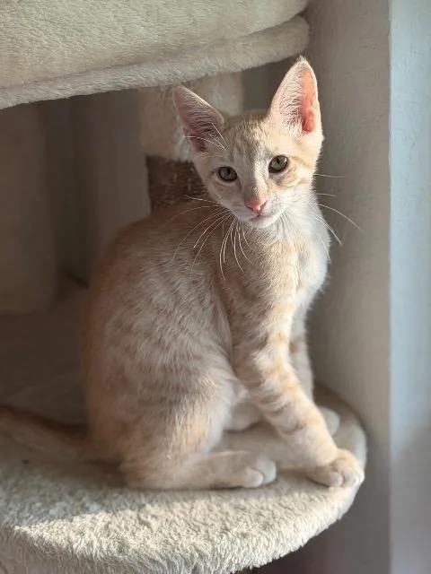 Simba thumbnail 3