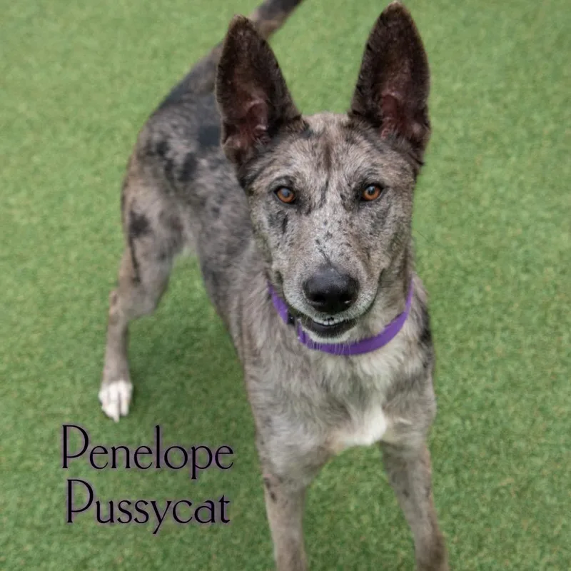 A young medium-sized female Gray / Blue / Silver Catahoula Leopard Dog dog named Penelope Pussycat for adoption in Parkersburg, WV