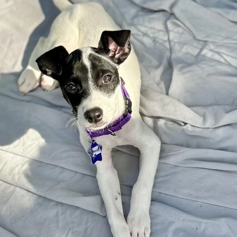Domino
