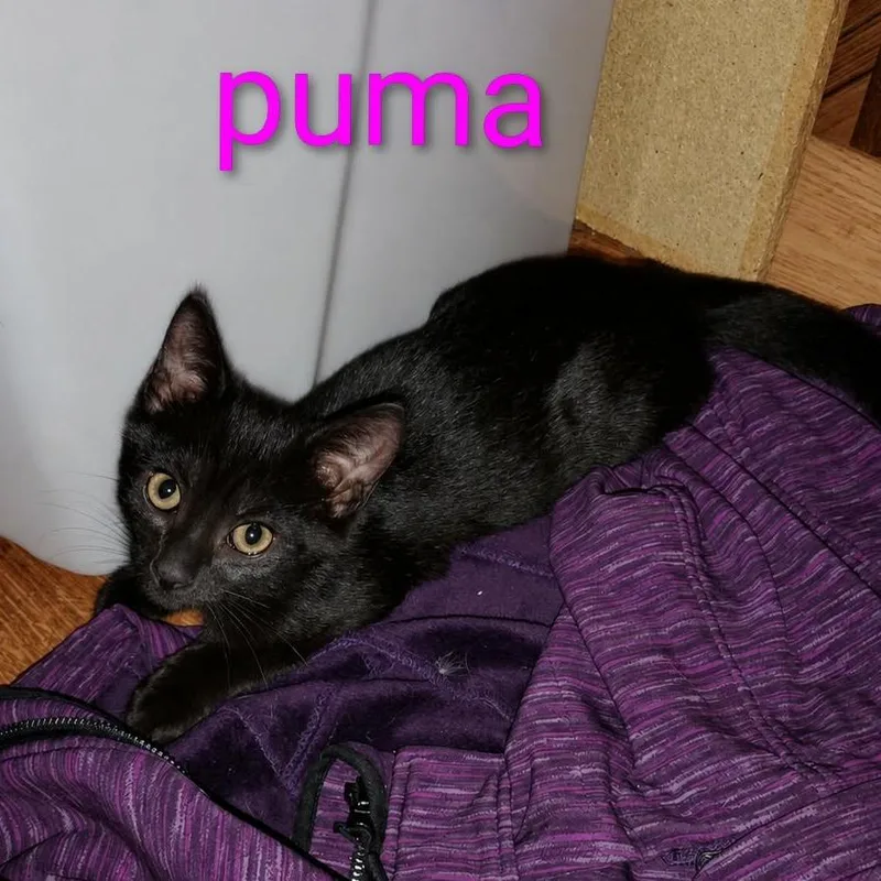 A baby small-sized female Domestic Short Hair cat named Puma for adoption in New Tazewell, TN