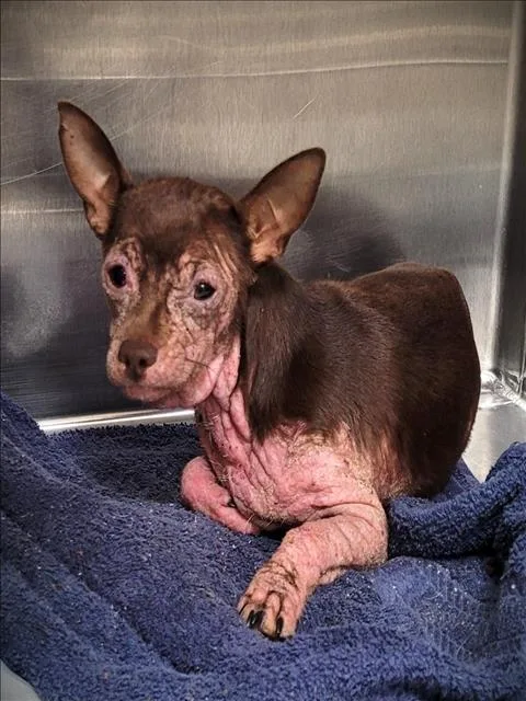 An adult small-sized male Chihuahua dog named Pinky for adoption in Los Angeles, CA