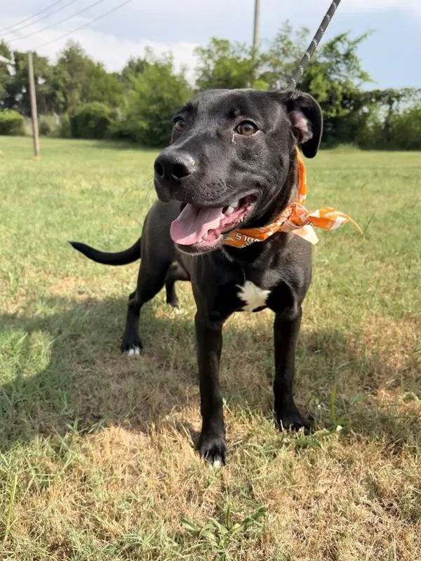 A young medium-sized male Labrador Retriever dog named Peter Pan for adoption in Morristown, TN