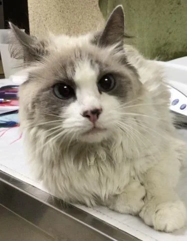 A young small-sized female Domestic Short Hair cat named Crema for adoption in Riverside, CA