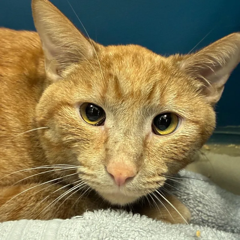 A young medium-sized male Orange / Red Domestic Short Hair cat named Tigger for adoption in Tulsa, OK