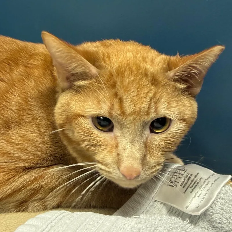 Tigger thumbnail 2