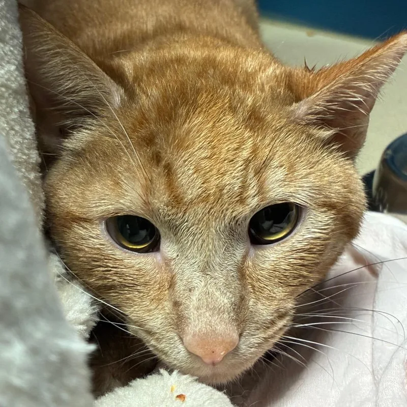 Tigger thumbnail 3