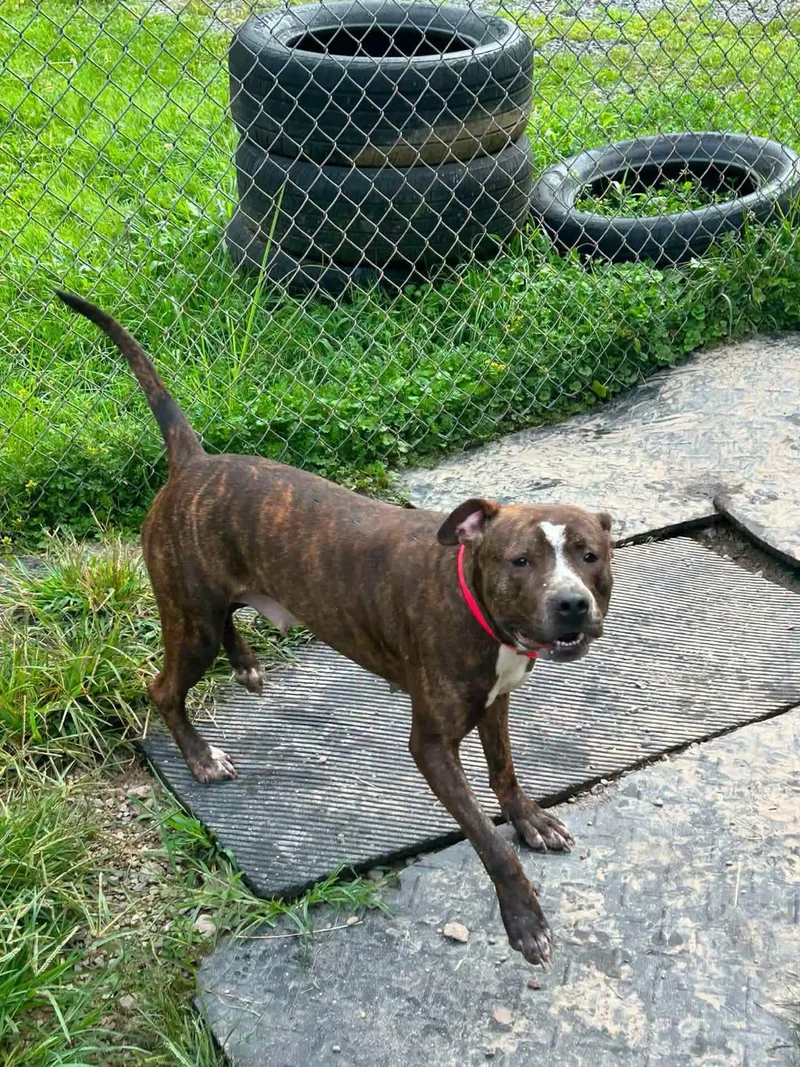 An adult medium-sized female Brindle Pit Bull Terrier dog named Indy for adoption in Salem, WV