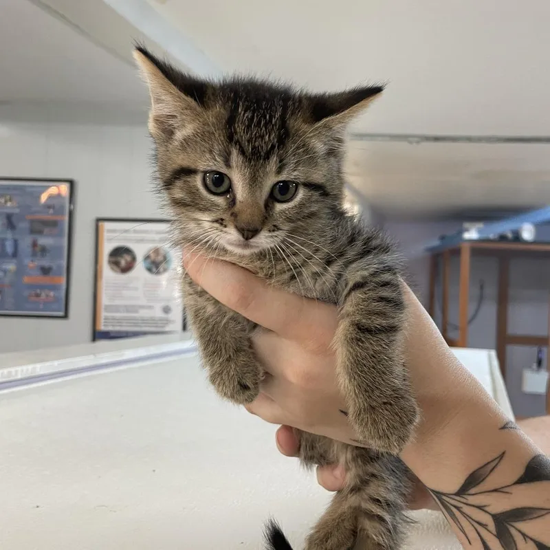 A baby small-sized male Brown / Chocolate Domestic Short Hair cat named Justin Kohl for adoption in Madison, WI