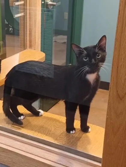 Oscar Bonded To Toby