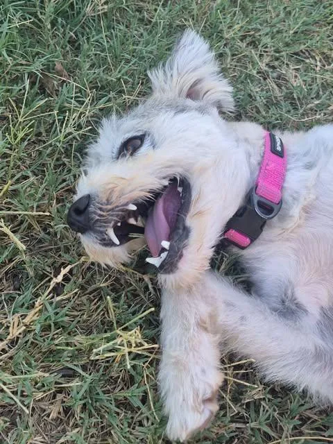 A young small-sized female White / Cream Cairn Terrier dog named Moxie for adoption in Vernon, CT