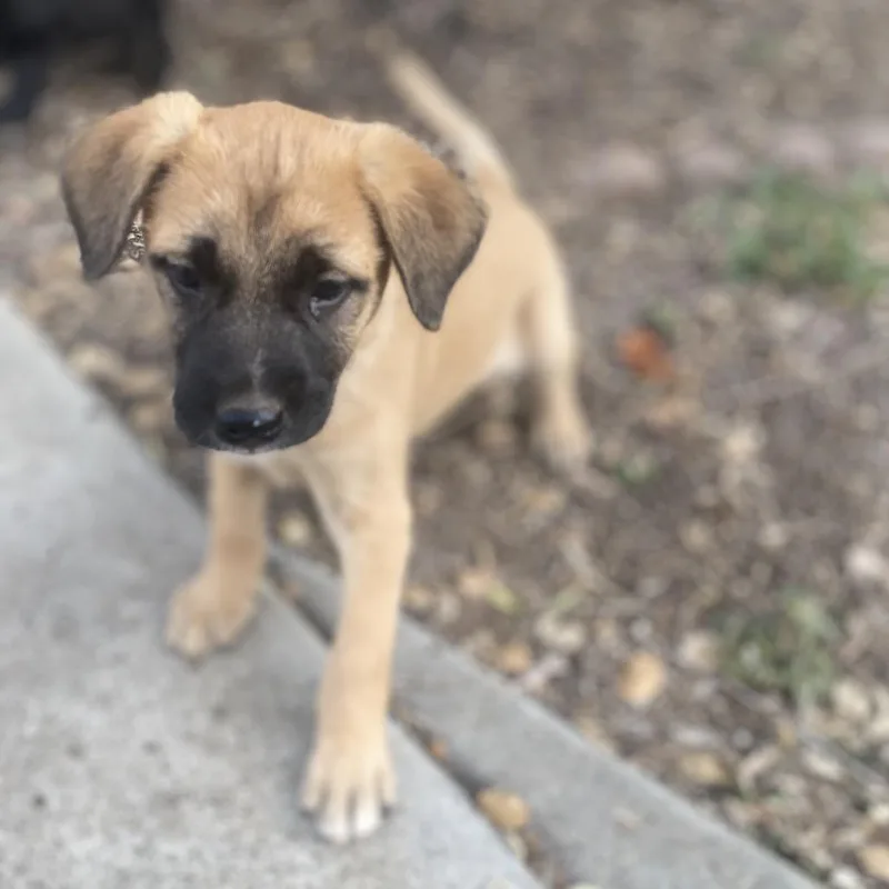 A baby medium-sized male Yellow / Tan / Blond / Fawn Shepherd dog named Ravenclaw for adoption in Escondido, CA
