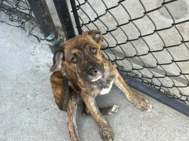 A young small-sized male Pit Bull Terrier dog named Bob for adoption in Tulsa, OK