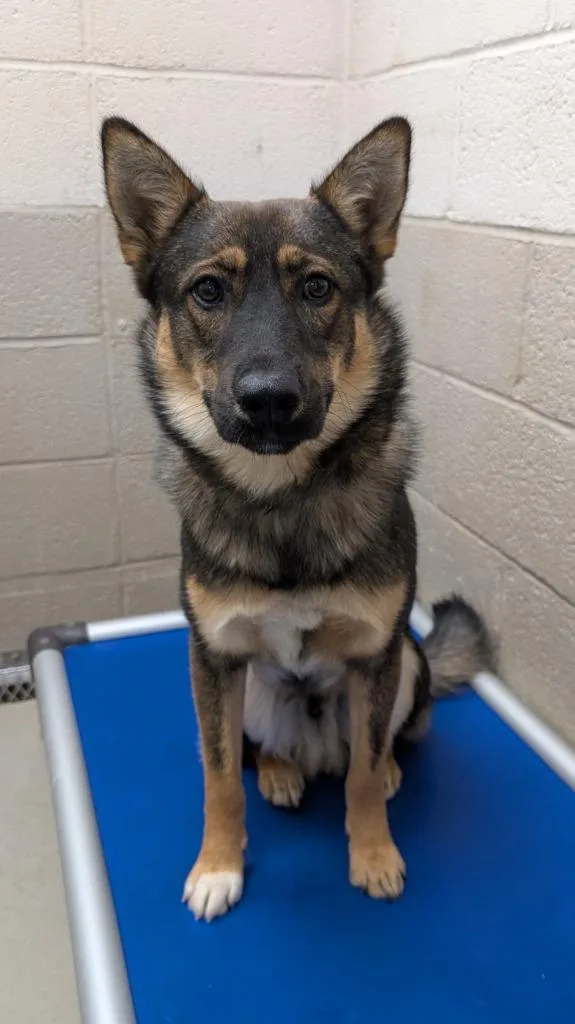 A young medium-sized male Shepherd dog named Rocky for adoption in Havre, MT