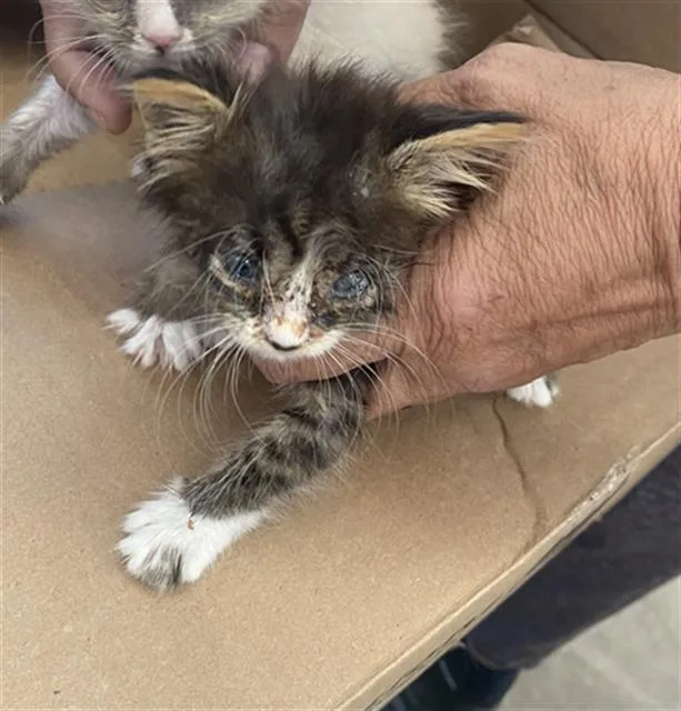 A baby medium-sized female Domestic Short Hair cat named Lily for adoption in Dallas, TX