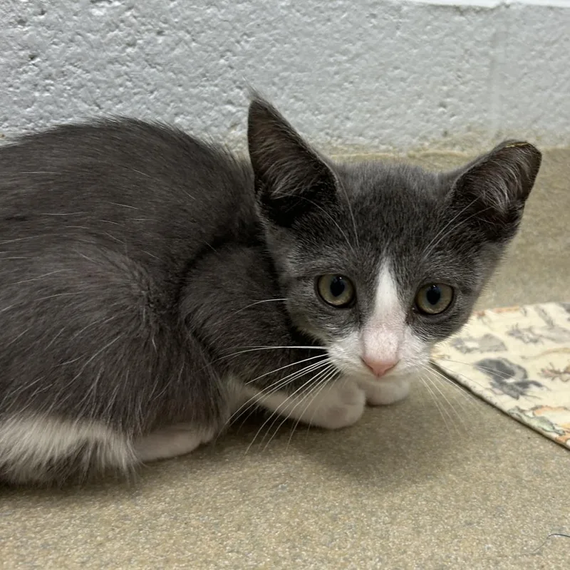 A baby small-sized female Gray / Blue / Silver Domestic Short Hair cat named Polly for adoption in Marshall, VA