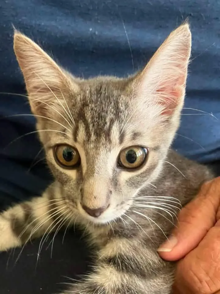 A young medium-sized male Tabby (Gray / Blue / Silver) Domestic Short Hair cat named Danny for adoption in Calera, AL