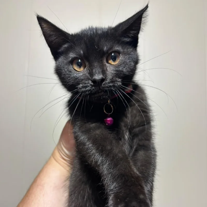 A baby small-sized female Black Domestic Short Hair cat named Starburst for adoption in DeKalb, IL