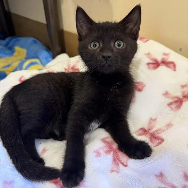 A baby small-sized female Black Domestic Short Hair cat named Wednesday for adoption in Agoura Hills, CA