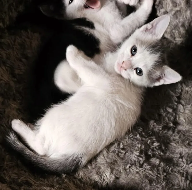 A baby medium-sized male Tabby (Gray / Blue / Silver) Domestic Short Hair cat named Marvin Gaye for adoption in Cranford, NJ