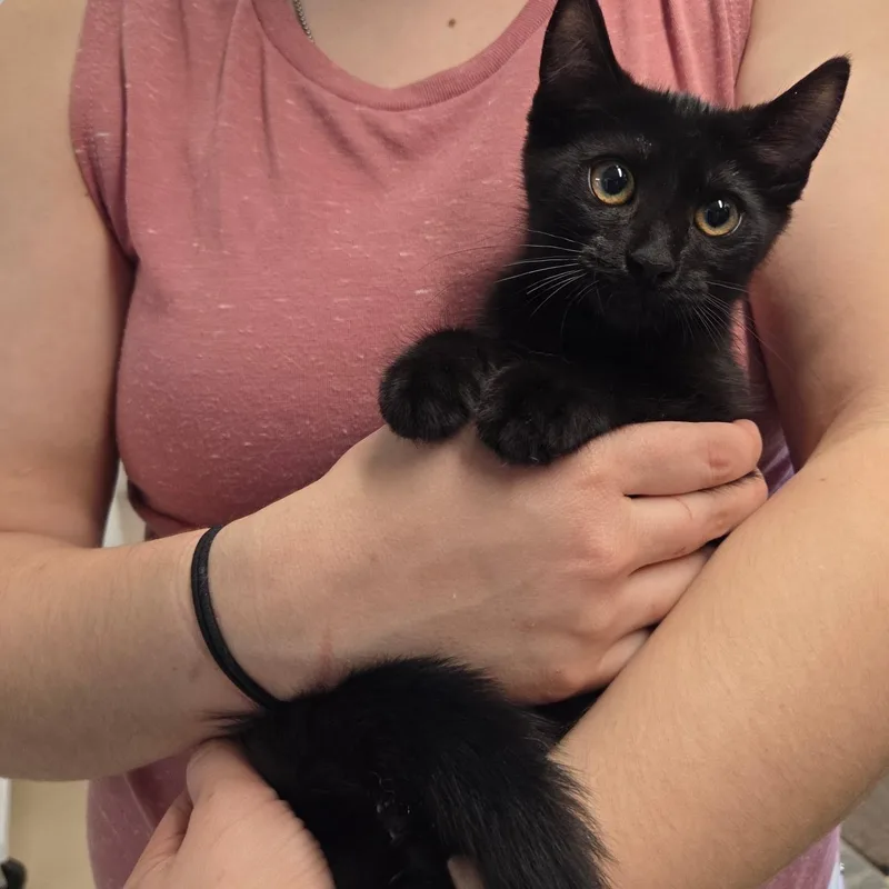 A baby medium-sized female Domestic Short Hair cat named Ruby for adoption in Warwick, RI