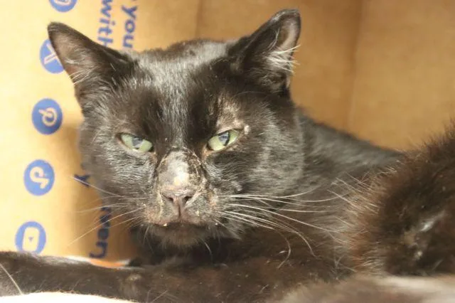 An adult small-sized male Domestic Short Hair cat named Mouse Trap for adoption in Tucson, AZ