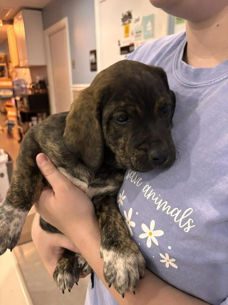 A baby large-sized female Labrador Retriever dog named Quarter for adoption in Statesboro, GA