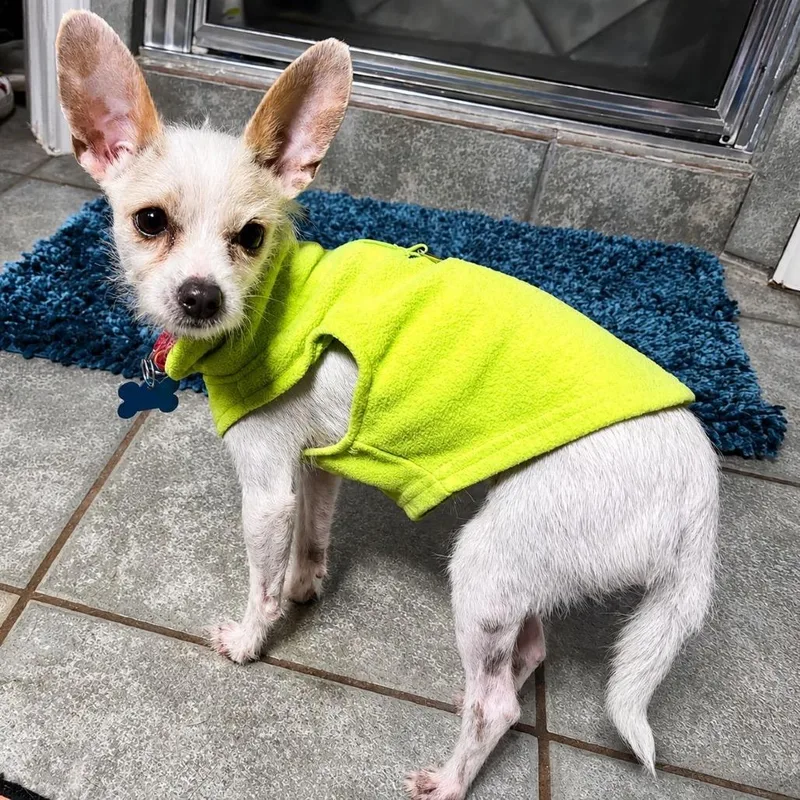 An adult small-sized female White / Cream Chihuahua dog named Millie for adoption in Boerne, TX
