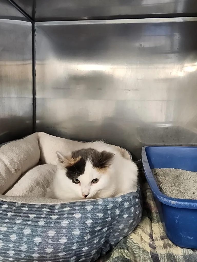 A baby medium-sized female Domestic Medium Hair cat named Katara for adoption in Virginia, MN