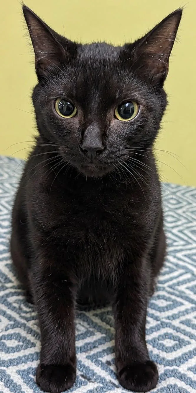A young medium-sized female Black Domestic Short Hair cat named Ophelia for adoption in Jackson, GA