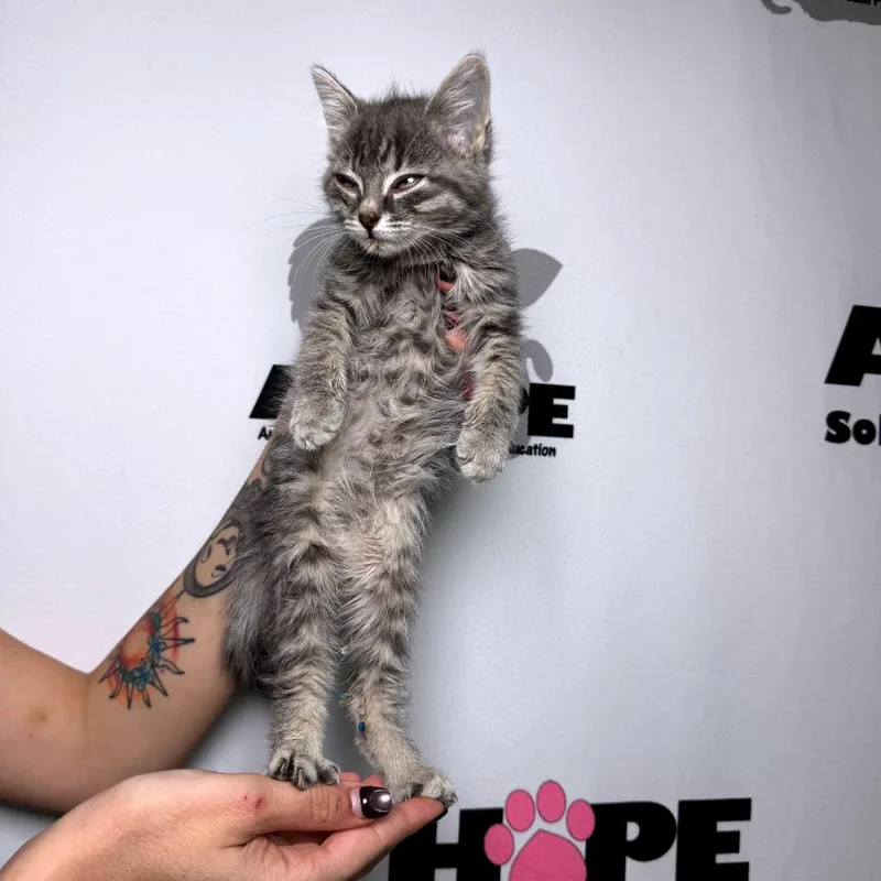 A baby small-sized female Gray / Blue / Silver Domestic Medium Hair cat named Puddle Jumper for adoption in Milton, FL
