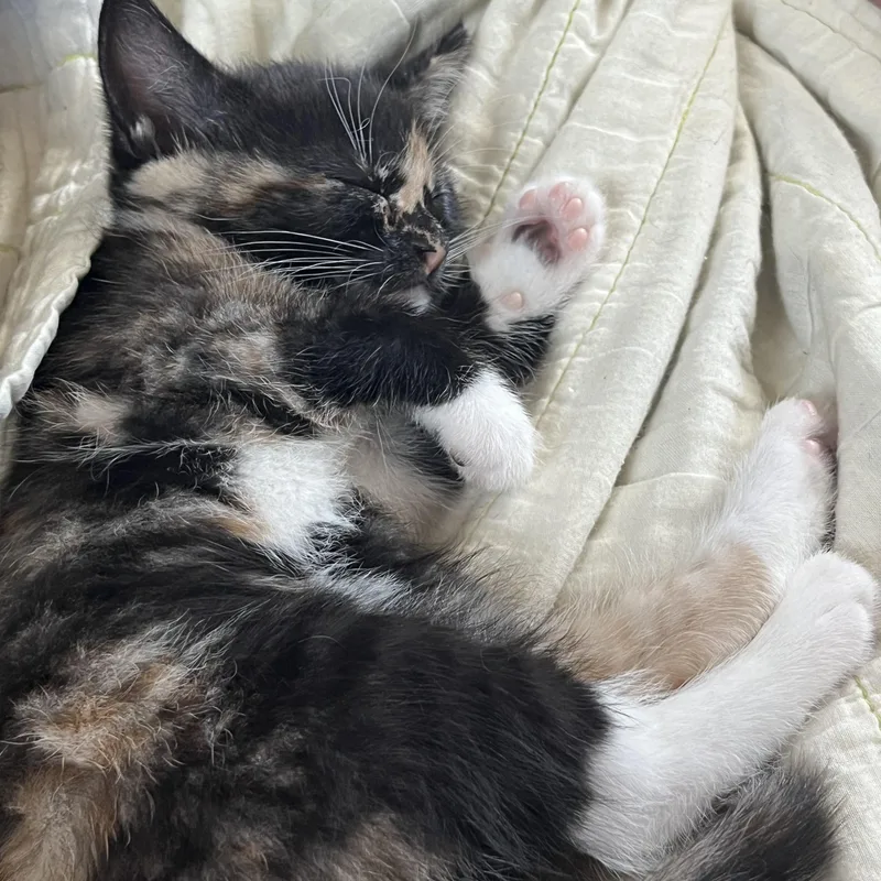 A baby medium-sized female Tortoiseshell cat named Sardine for adoption in Tampa, FL