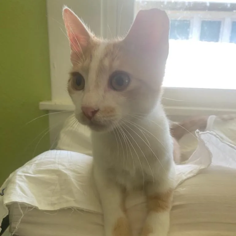 A baby small-sized male Orange / Red Domestic Short Hair cat named Goldy for adoption in Waco, TX