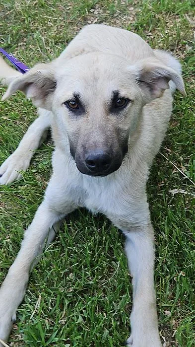 Marshmellow thumbnail 2