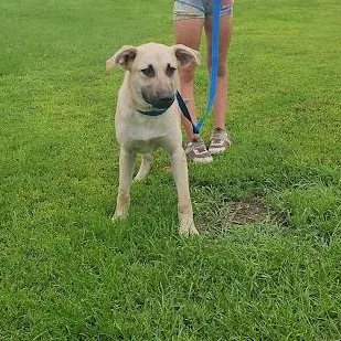 Marshmellow thumbnail 4