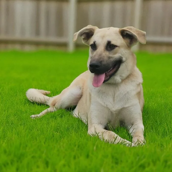 Marshmellow thumbnail 5