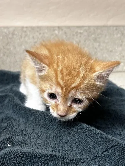 A baby small-sized female Domestic Short Hair cat named Margot for adoption in Phoenix, AZ