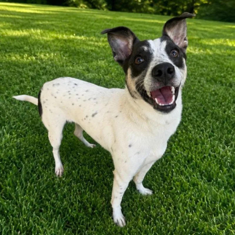 An adult medium-sized female White / Cream Mixed Breed dog named Feta for adoption in Greenville, SC