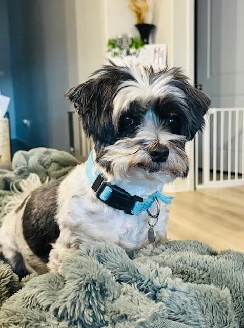 An adult small-sized male Black Shih Tzu dog named Nico for adoption in League City, TX