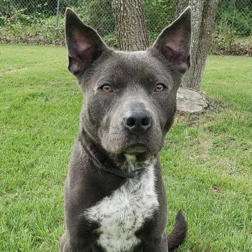 An adult medium-sized male Gray / Blue / Silver Mixed Breed dog named Curtis for adoption in Leander, TX