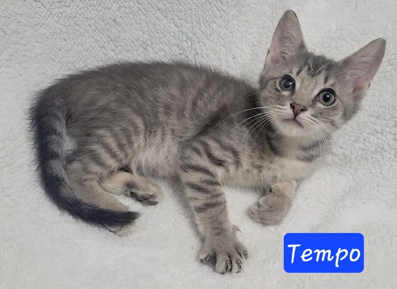 A baby medium-sized male Blue Cream Domestic Short Hair cat named Tempo for adoption in LaPlace, LA