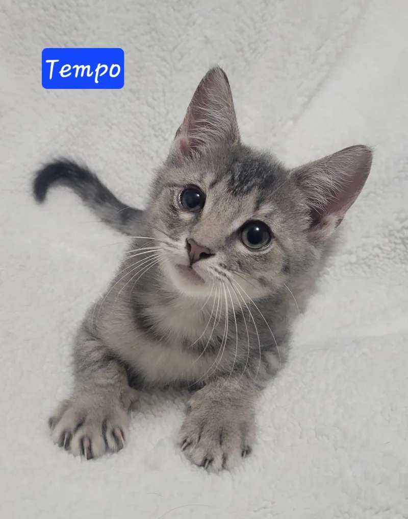 Tempo thumbnail 2