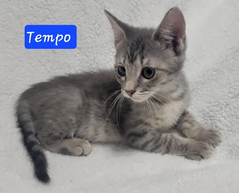 Tempo thumbnail 3