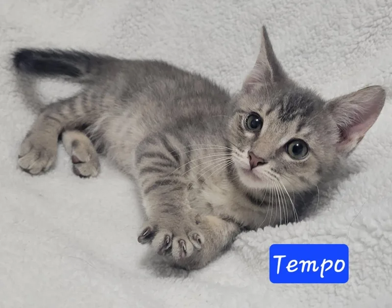 Tempo thumbnail 4